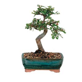  Kayseri uluslararas iek gnderme  ithal bonsai saksi iegi  Kayseri internetten iek sat 