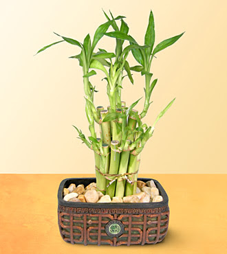 Lucky Bamboo  saksi iegi  Kayseri kaliteli taze ve ucuz iekler 