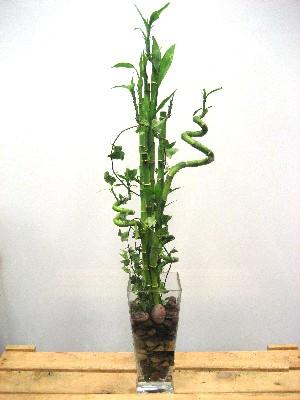 Lucky Bamboo sans melegi iegi  Kayseri gvenli kaliteli hzl iek 